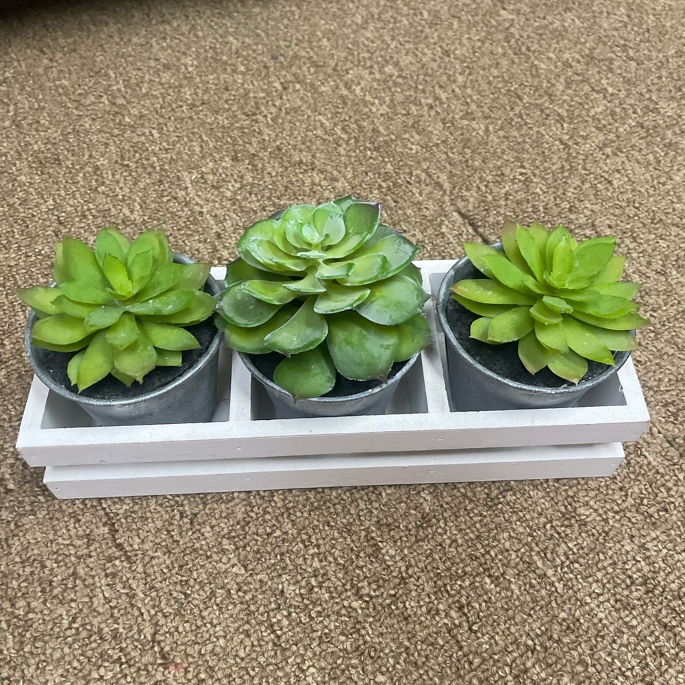 SUCCULENT PLANT TRIO